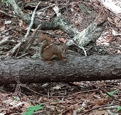 Dafür ganz viel Eichhörnchen