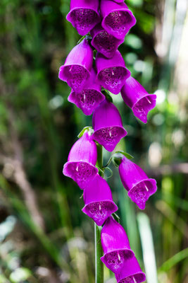 Abel Tasman Nationalpark