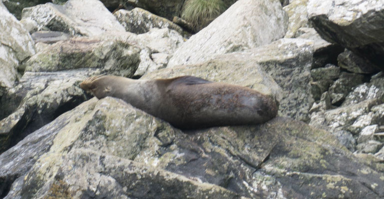 Milford Sound