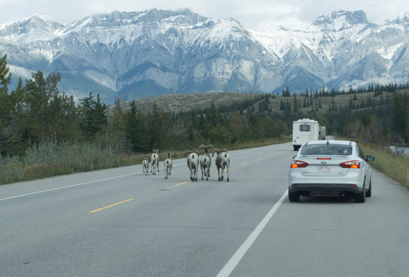 Bighorn Sheeps
