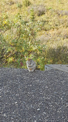 Ein arktisches Eichhörnchen