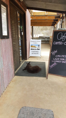 Das Känguru lag wie ein Wachhund vor dem Eingang der Destillerie