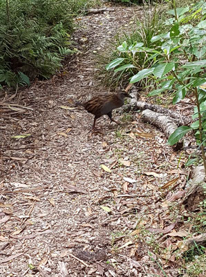Ein Weka