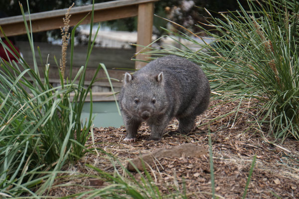 Wombat