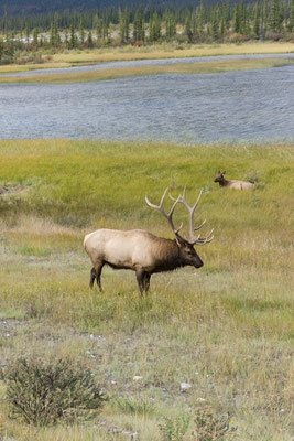 Elk