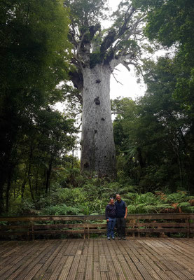 Riesiger Kauri Baum
