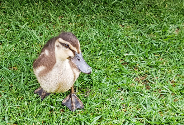 Baby Enten vor unserem Nachtlager