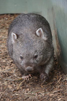 Wombat