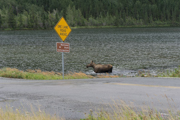 Hello Moose