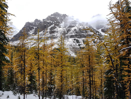 Wanderung beim Moraine Lake welche besonders im Herbst schön ist, da die Lärchen dann eine schöne Farbe haben.