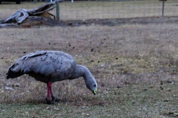 Als es eindunkelte kamen viele Tiere zum Campingplatz