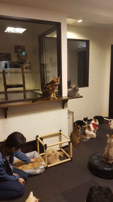 Katzencafé