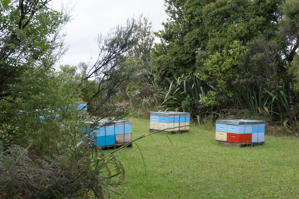 Bienenstöcke. Hier wird der berühmte Manuka Honig produziert