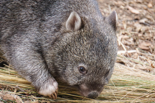 Wombat