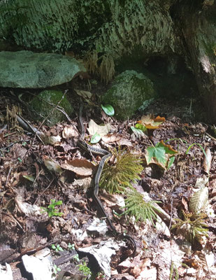 Wir haben gleich an Anfang des Trails eine Schlange angetroffen