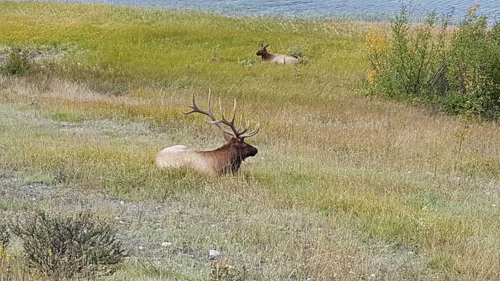 Elk