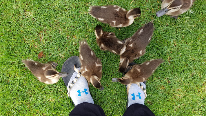 Baby Enten vor unserem Nachtlager