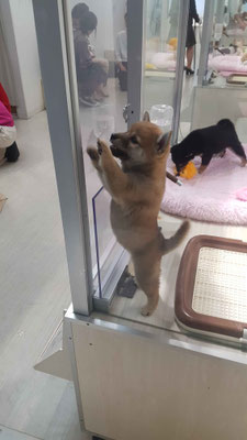 Auch hier hatte es einen Pet-Shop :)