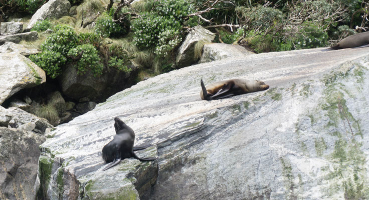 Milford Sound