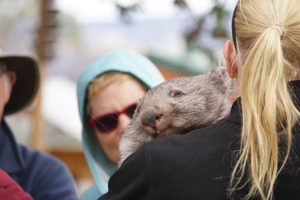 Wombat