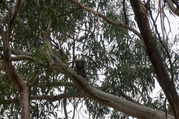 Koalas