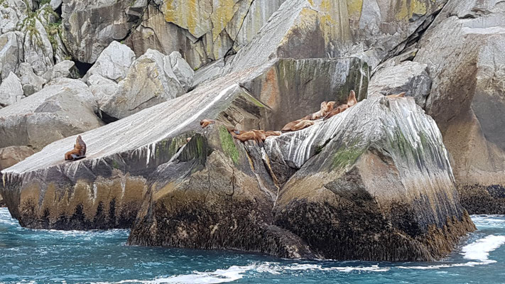 Bootstour Kenai Fjords