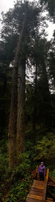 Rainforest Walk
