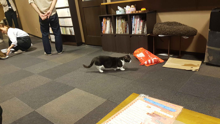 Katzencafé. Züchtung mit kurzen Beinen :/
