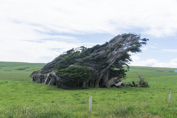 Durch den Wind sind die Bäume richtig komisch gewachsen