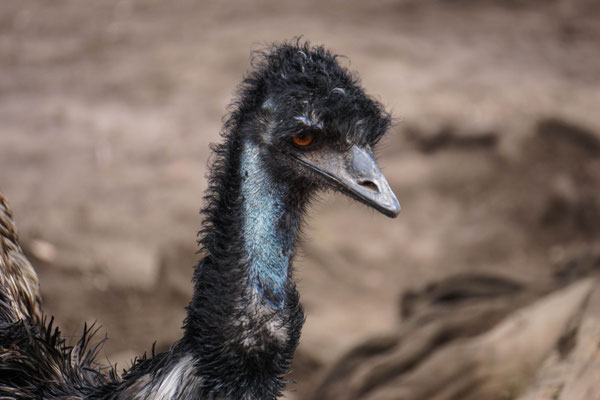 Emu