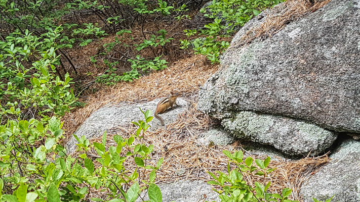Und Chipmunks