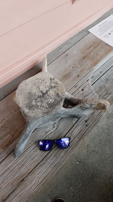 Wirbel eines Wals