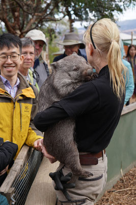 Wombat