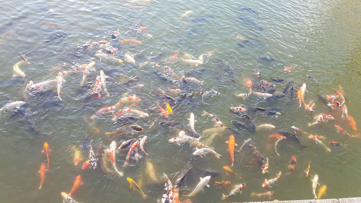 Gefrässige Koi Karpfen im Teich beim Takada Castle