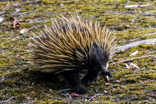 Echidna