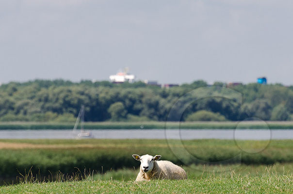 140808_RAW9775_Haseldorfer-Marsch