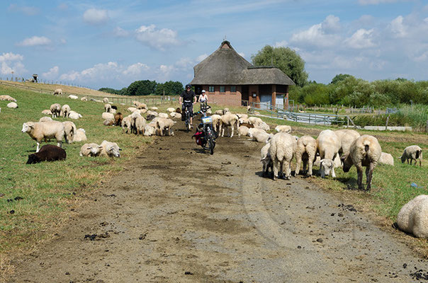 140808_RAW9772_Haseldorfer-Marsch