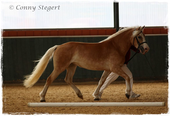 Siegerin Haflinger - Maite