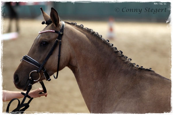 My Melody 3. Platz Reitpony