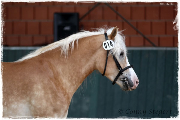 Siegerin Haflinger - Maite