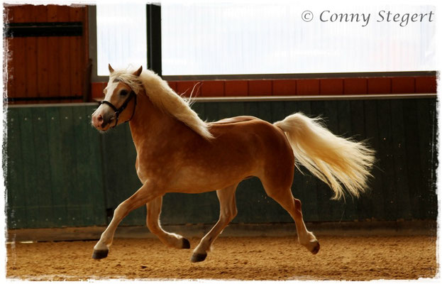 Siegerin Haflinger - Maite