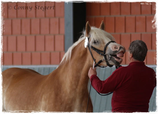 Siegerin Haflinger - Maite