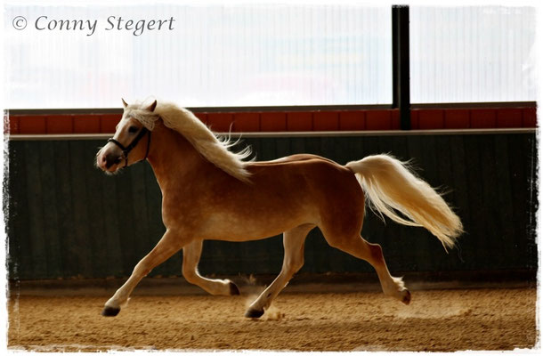 Siegerin Haflinger - Maite