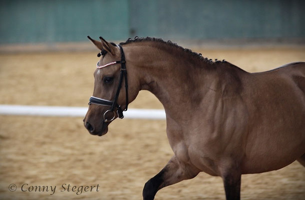 My Melody 3. Platz Reitpony