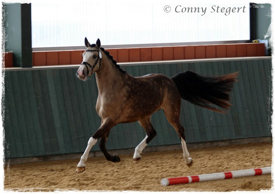 Reservesiegerin Reitponys - Ma Cherie