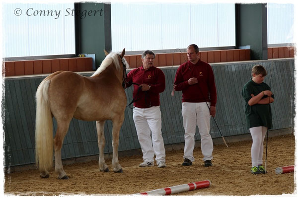 Siegerin Haflinger - Maite