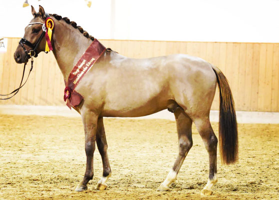 Siegerhengst PrH Hilkens D'Arco Baleno"