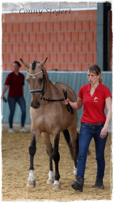 My Melody 3. Platz Reitpony