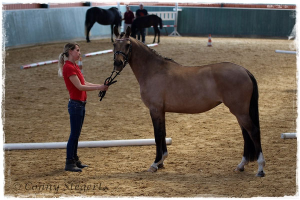 My Melody 3. Platz Reitpony