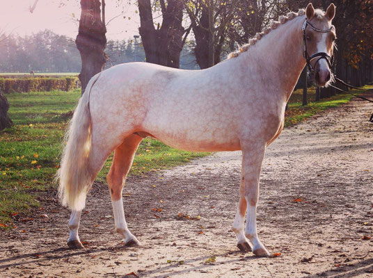 v.  Heidbergs Nancho Nova